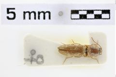 Foto (Dorsalansicht) von Elasmosomus mocquerysi (NHMW-ZOO-COL-0010237)